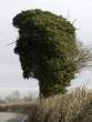 Head Tree.jpg