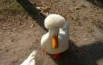Ducky.jpg