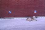 Dog parking.jpg