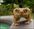 Froggie.jpg