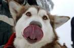 Lick.jpg