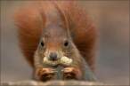 Peanut.jpg