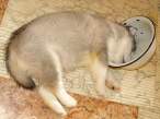 Zzzzz.jpg