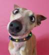 crazy dog.jpg