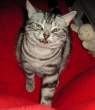 Evil cat.jpg