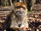 Monkey.jpg