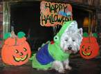 Halloween dog.jpg