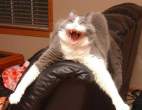 565-killer-cat.jpg