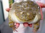 Smiling frog.jpg