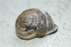 Snail.jpg