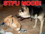 dog6jm.jpg
