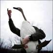 Swan.jpg