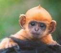 Monkey.jpg