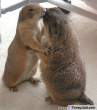 animal_kiss.jpg