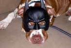 Batdog.jpg