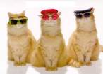 Trendy cats.jpg