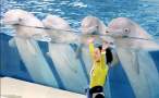 Dolphins.jpg