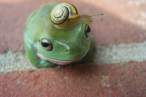 Snail.jpg