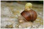 Snails.jpg