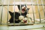Let us out.jpg