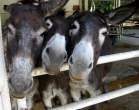 Tree donkeys.jpg