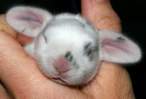 Baby wabbit.jpg