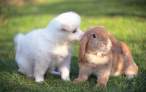 Wabbit the protector.jpg