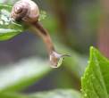 Snail.jpg