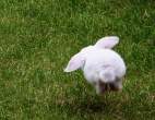 Jumping wabbit.jpg
