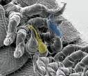 Microscopic.jpg