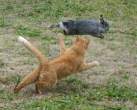Fast wabbit.jpg