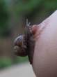 Snail [18+].jpg