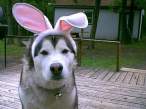 Dowabbit.jpg