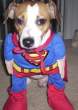 Superdog.jpg