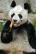 Wabbit panda.jpg