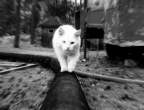 Walk.jpg