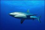 Shark.jpg