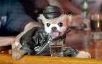 Bikers pet.jpg