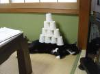 Cups.jpg