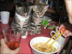 Food.jpg
