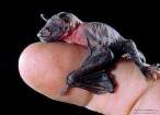 animal_babies3.jpg