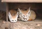 animal_babies11.jpg