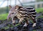 animal_babies12.jpg