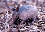 animal_babies14.jpg