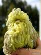 bird_with_hair_lotion4.jpg