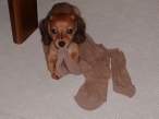 Puppy.jpg