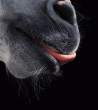 Lick.jpg