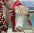 Cow.jpg
