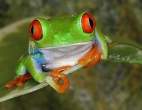 Frog.jpg