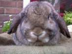 What a wabbit.jpg